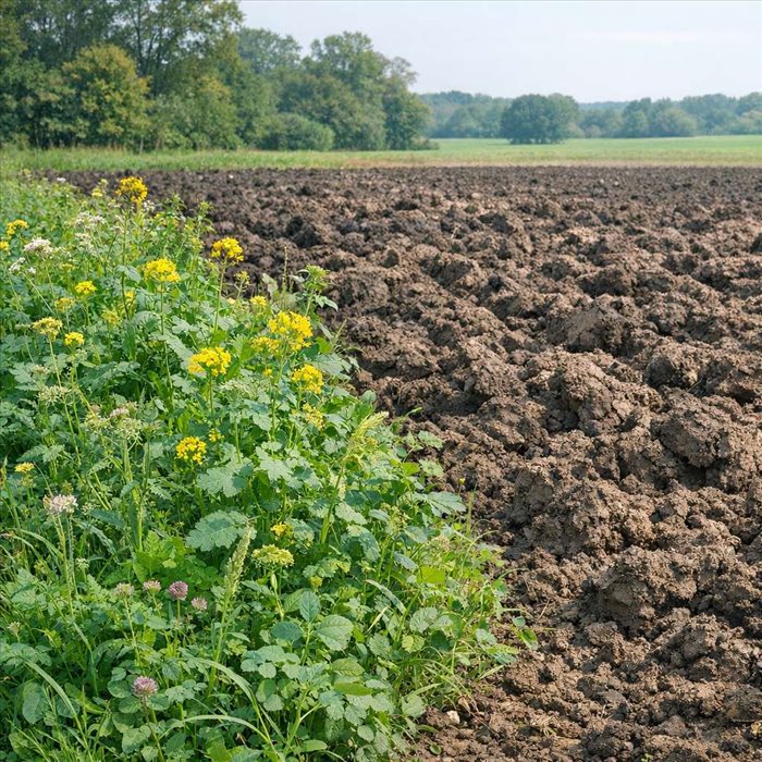 Engrais verts en sol lourd : quelles espèces et méthodes choisir ?