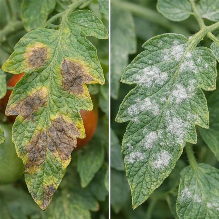 Mildiou ou oïdium sur les feuilles : comment les distinguer ?