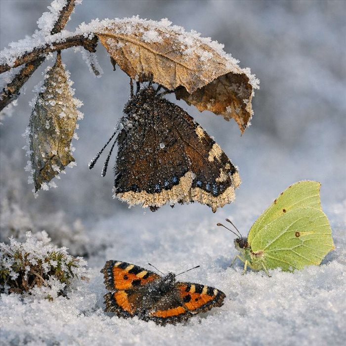 Comment les papillons passent-ils l’hiver ? | Guide complet