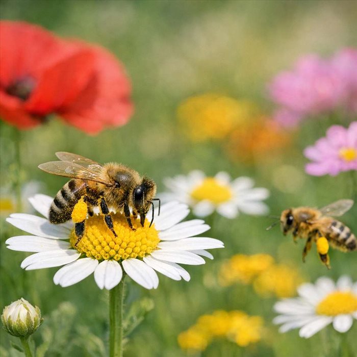 Comment les abeilles pollinisent-elles les plantes ? Guide complet
