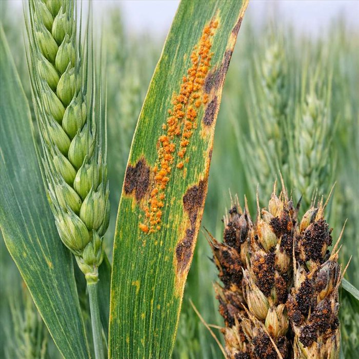 Cycle de vie de la rouille du blé : comprendre, prévenir, agir