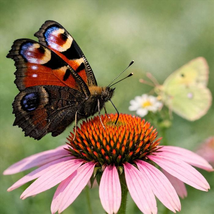 Comment les papillons se nourrissent-ils ? Guide complet