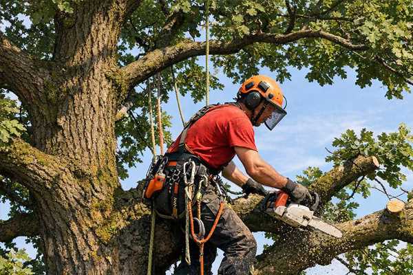 Annuaire en ligne des meilleurs jardiniers expérimentés